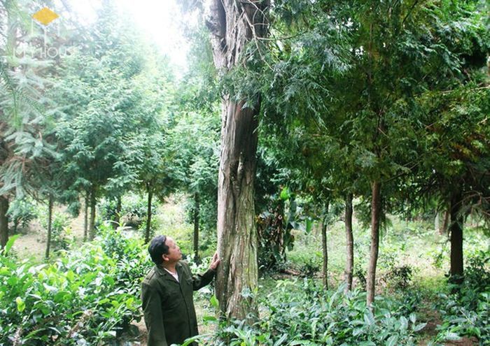 Cây Pơ mu thuộc cây thân gỗ, cao khoảng từ 20-35m
