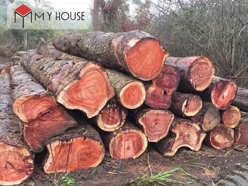 gỗ gõ đỏ 1