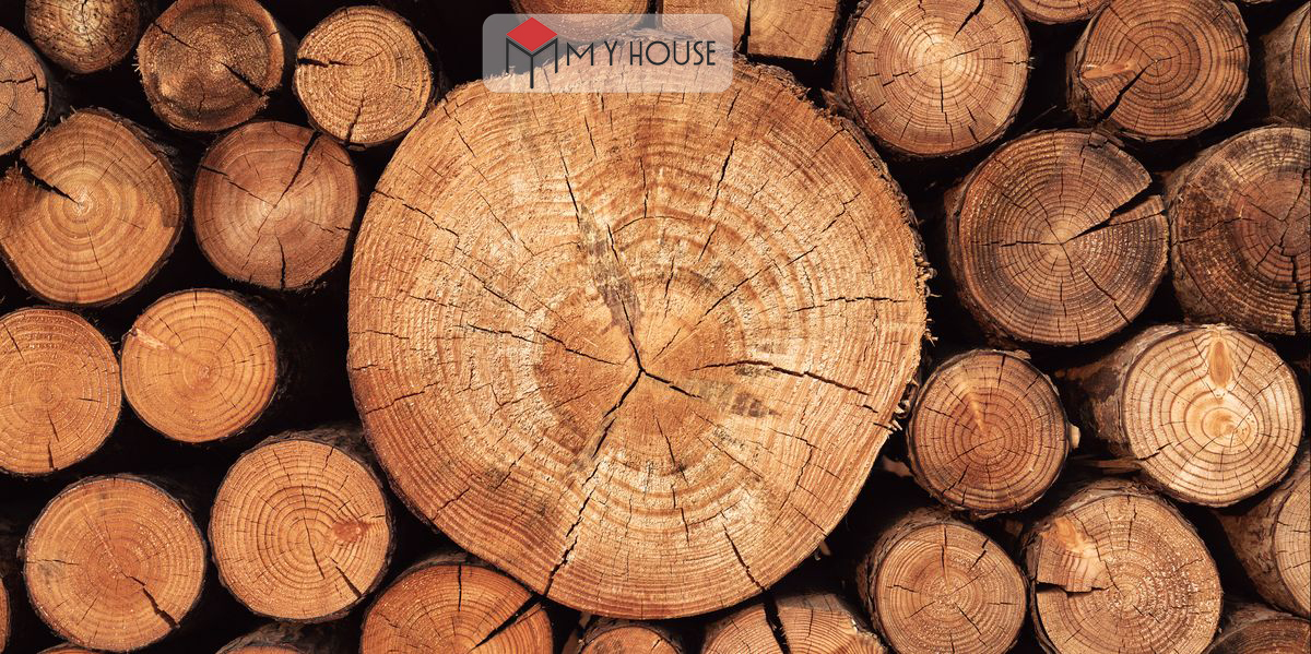 gỗ sồi có bị mối mọt không 5